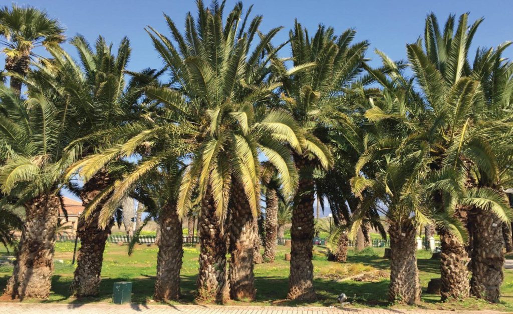 Conservation of the palm forest of Lavrion