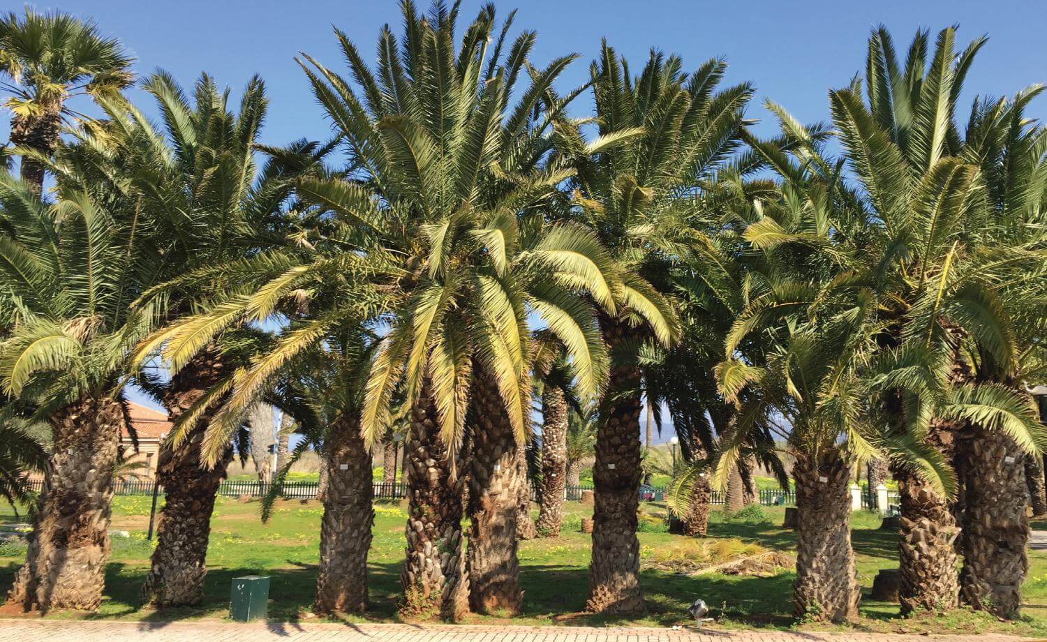 Palm Forest of Lavrion