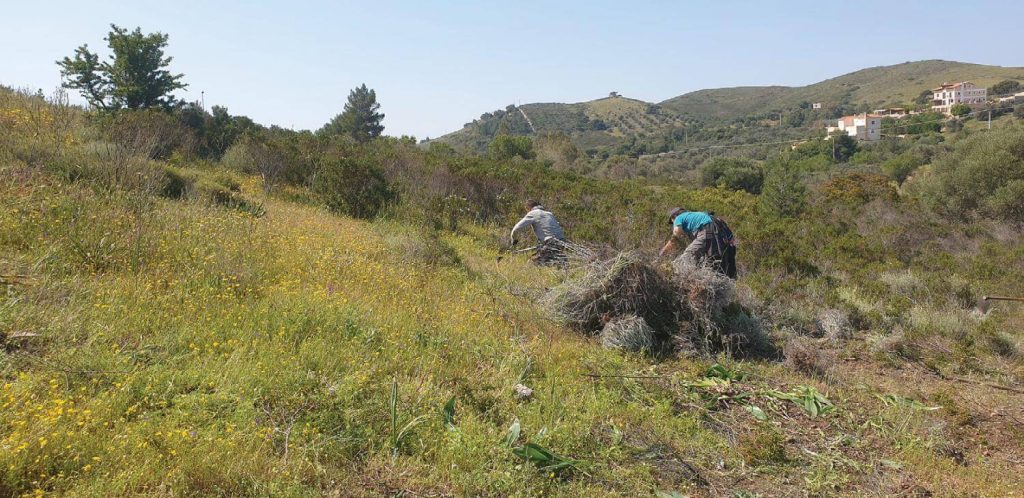 Clearing of pathways